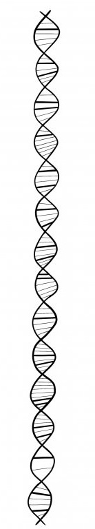 DNA šroub I